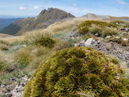 Image of Aciphylla crosby-smithii Petrie