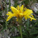 Image de Crepis jacquinii subsp. jacquinii