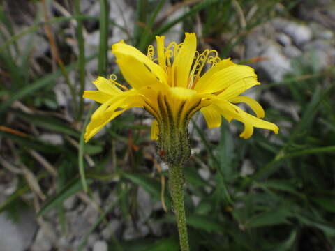 صورة Crepis jacquinii subsp. jacquinii