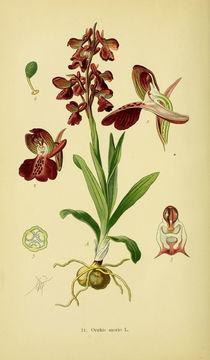 Image of Green-winged Orchid