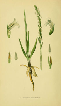 Image of Summer lady's-tresses