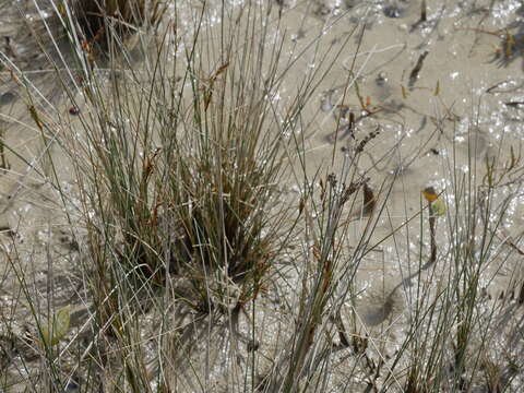 Image of Juncus kraussii subsp. australiensis (Buch.) S. Snogerup