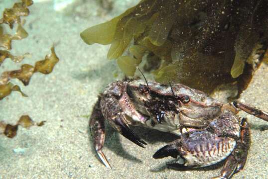 Imagem de Nectocarcinus integrifrons (Latreille 1825)