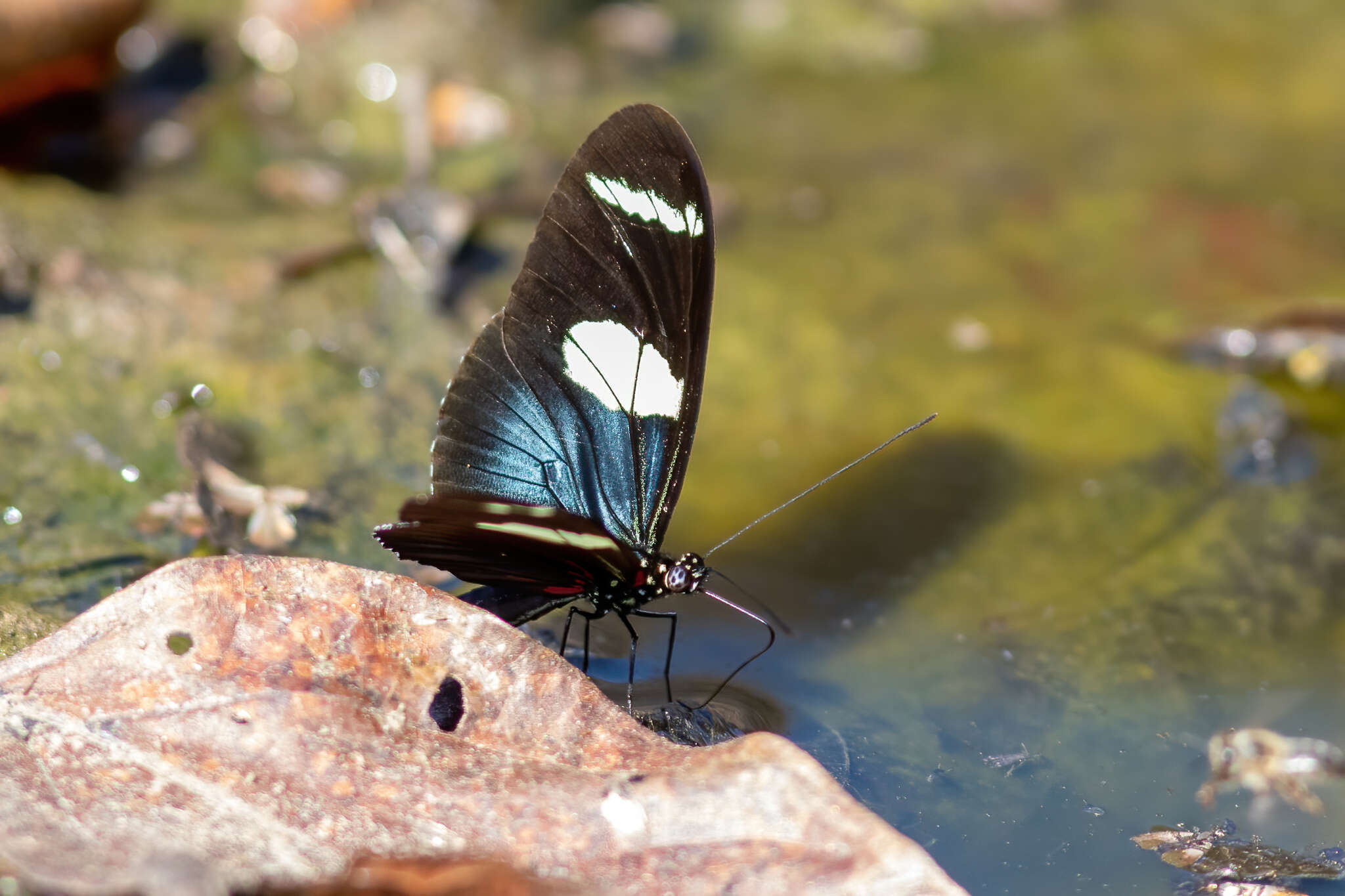 Image of Heliconius wallacei Reakirt 1866