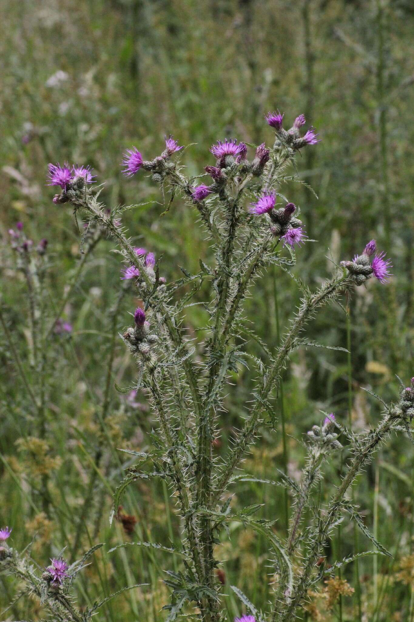 Imagem de Cirsium palustre (L.) Scop.