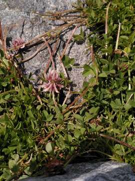 Image of Pale Clover