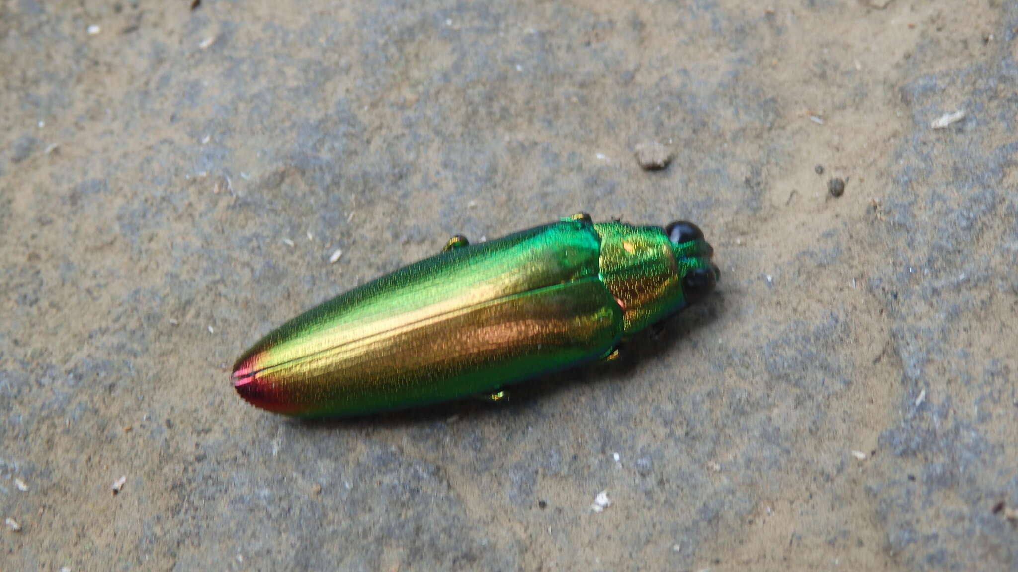 Image of Chrysochroa fulminans (Fabricius 1787)