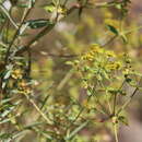 Image of Euphorbia orientalis L.