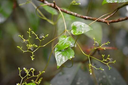 Plancia ëd Valeriana scandens Loefl.