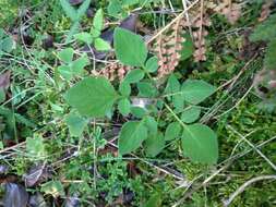 Image of Commerson's nightshade