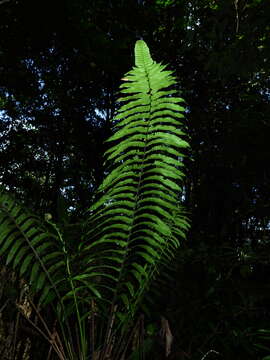 Image of Cyathea spectabilis (Kunze) Domin