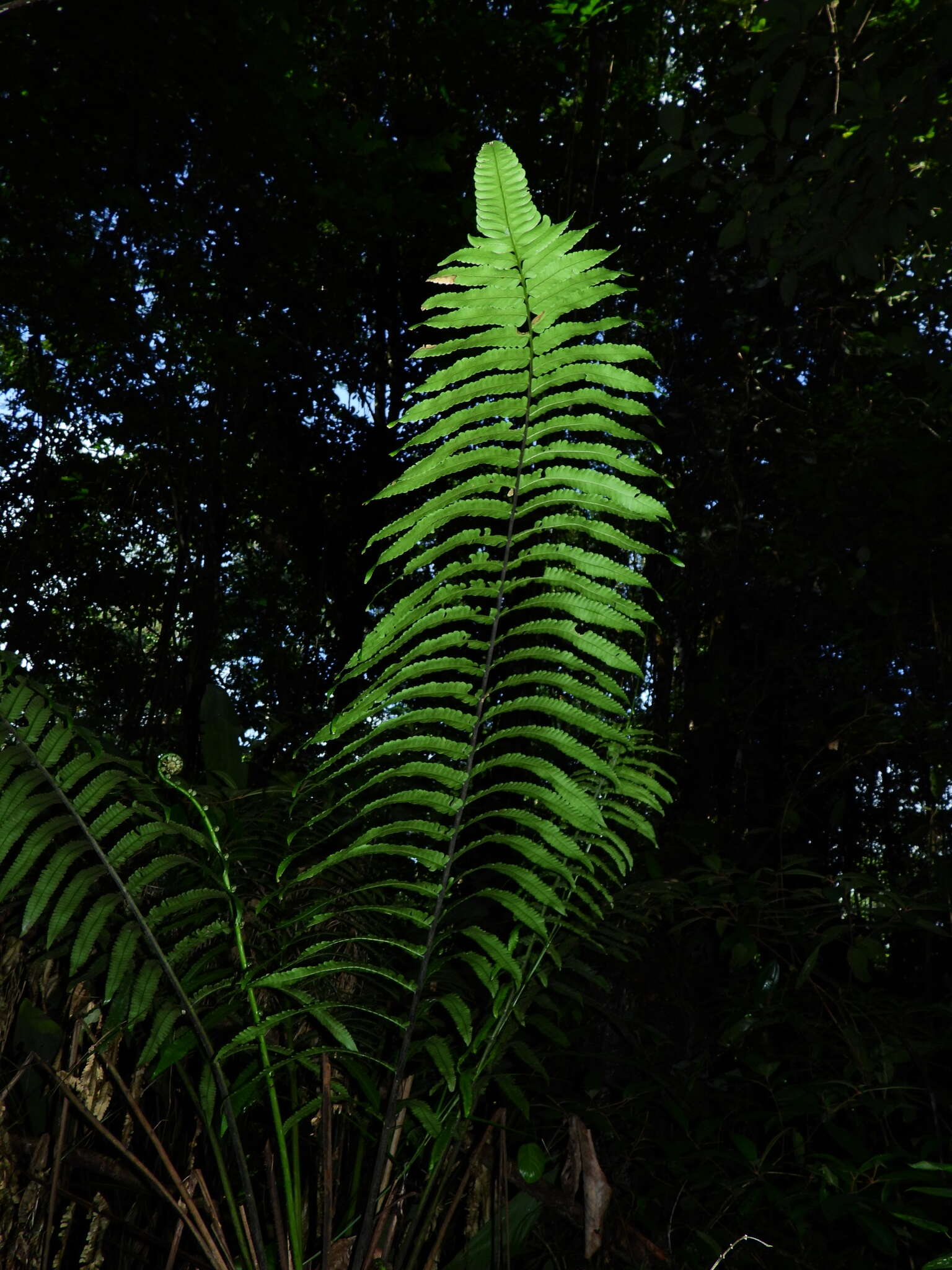 صورة Cyathea spectabilis (Kunze) Domin