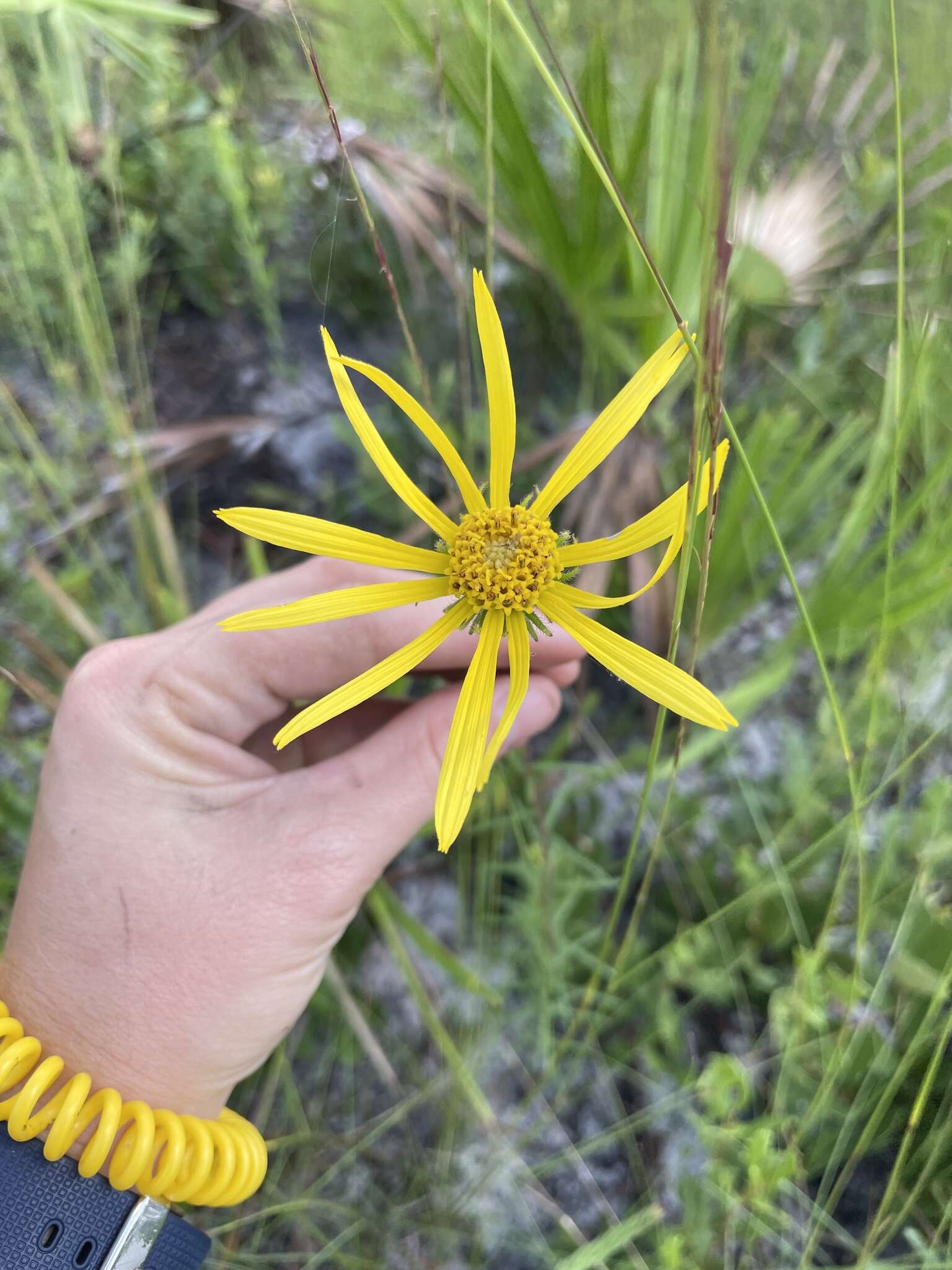 Imagem de Phoebanthus tenuifolia (Torr. & A. Gray) Blake