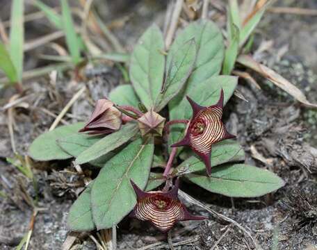 Image of Ceropegia modestantha Bruyns