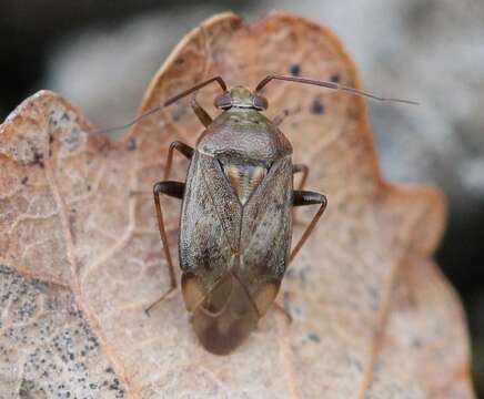 Lygus rugulipennis Poppius 1911 resmi