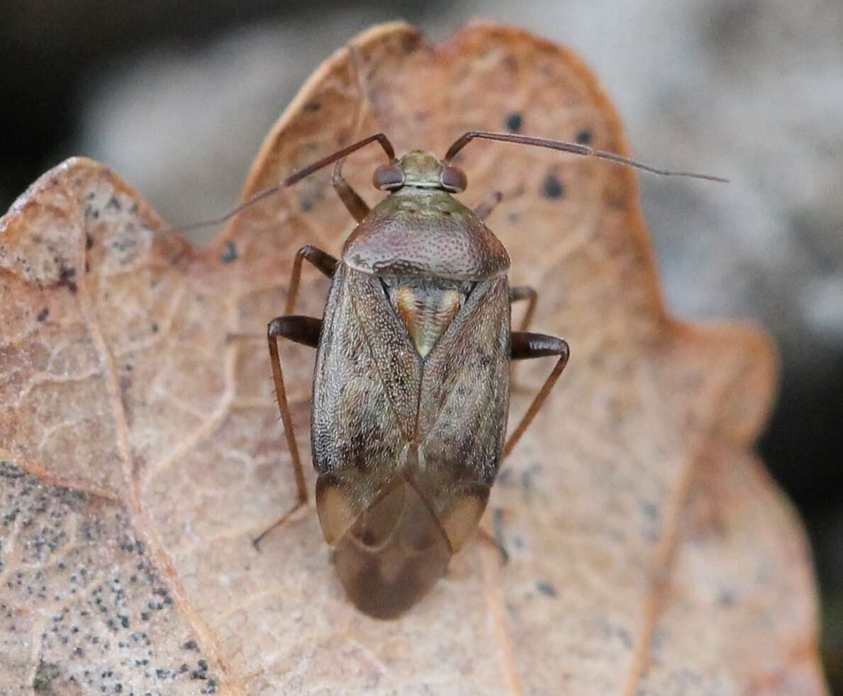 Image of Lygus rugulipennis Poppius 1911