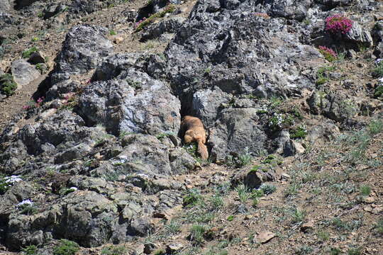 Image of Olympic Marmot