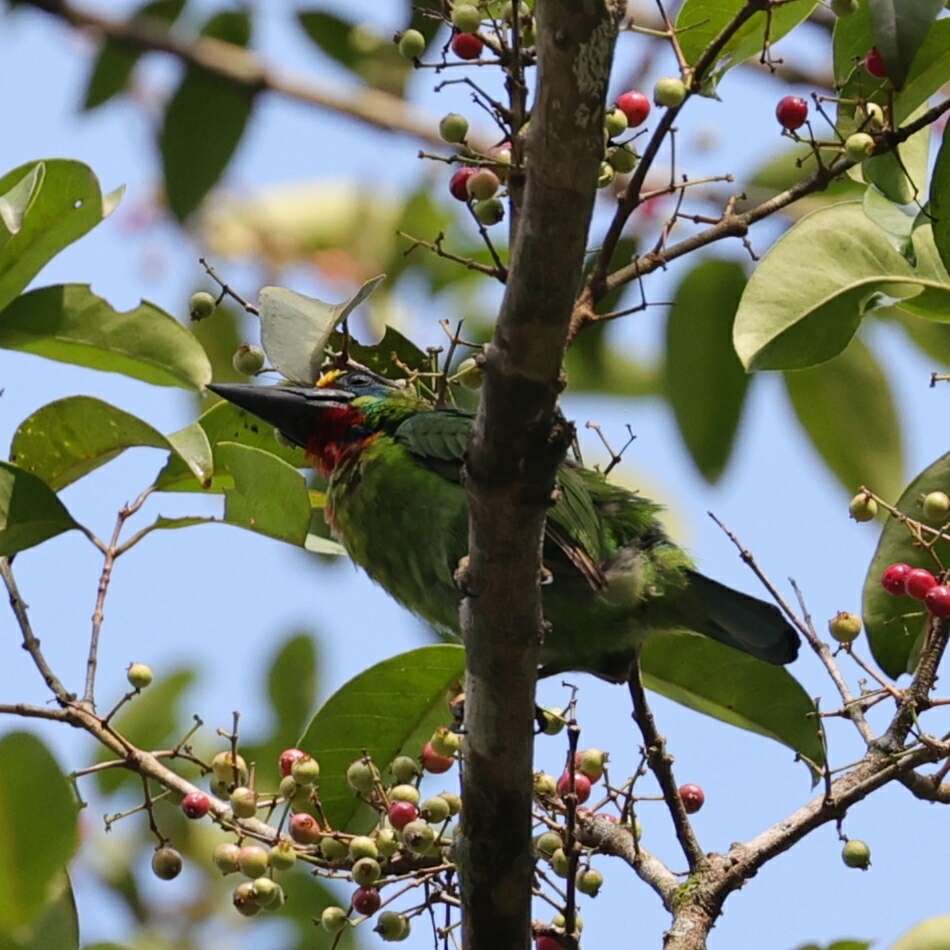 Image of Red-throated Barbet