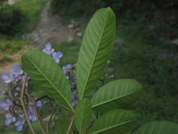 Image of Vitex orinocensis Kunth