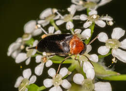 Plancia ëd Mordellochroa abdominalis (Fabricius 1775)