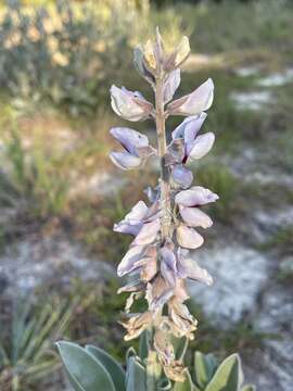 Image of Gulf Coast lupine