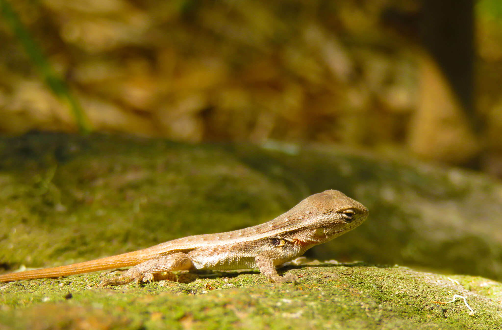 Image of Sceloporus variabilis olloporus Smith 1937