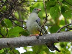 Image of Treron calvus delalandii (Bonaparte 1854)