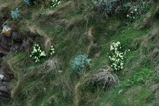 Image of Primrose
