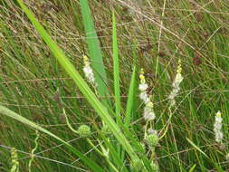 Image of big bur-reed