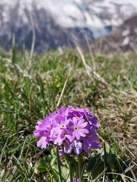 Image of Primula algida Adams