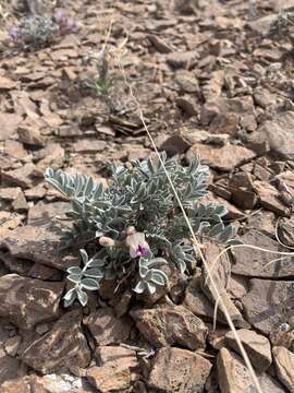 Sivun Astragalus cymboides M. E. Jones kuva