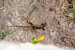 Plancia ëd Aspidoscelis angusticeps angusticeps (Cope 1877)