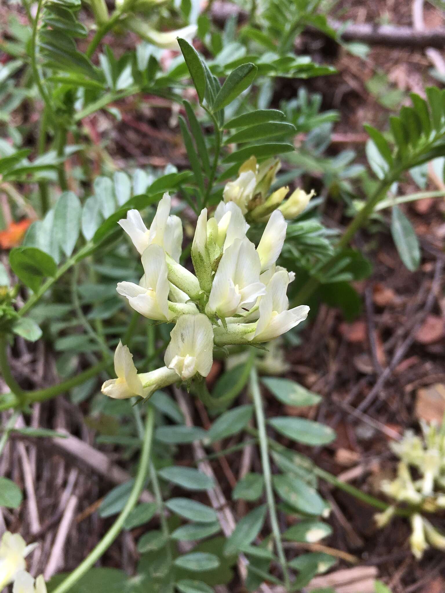 Imagem de Astragalus webberi A. Gray