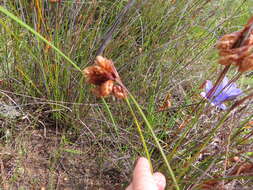 Image of Staberoha cernua (L. fil.) T. Durand & Schinz