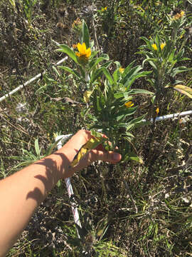 Image of Maximilian sunflower