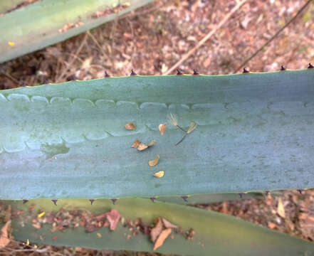 Image of tequila agave