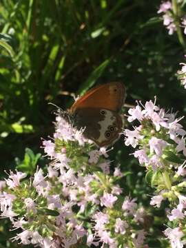 Image of pearly heath