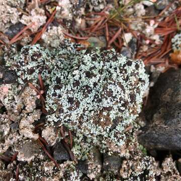 Image of condensed snow lichen