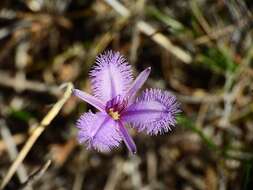 Image of Thysanotus juncifolius (Salisb.) J. H. Willis & Court