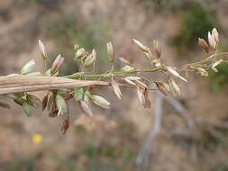 Image de Ehrharta capensis Thunb.