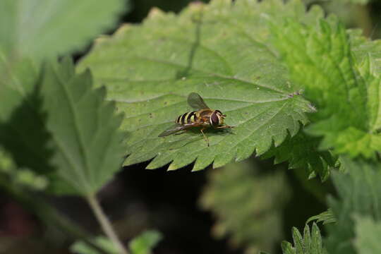 Image of Common Banded Hoverfly