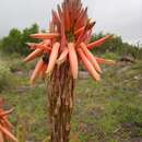 Image of Aloe lineata var. lineata