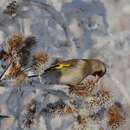 Image of Grey-crowned Goldfinch