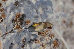 Carduelis carduelis caniceps Vigors 1831的圖片