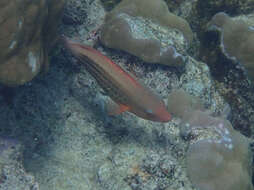 Image of Bridled Parrotfish