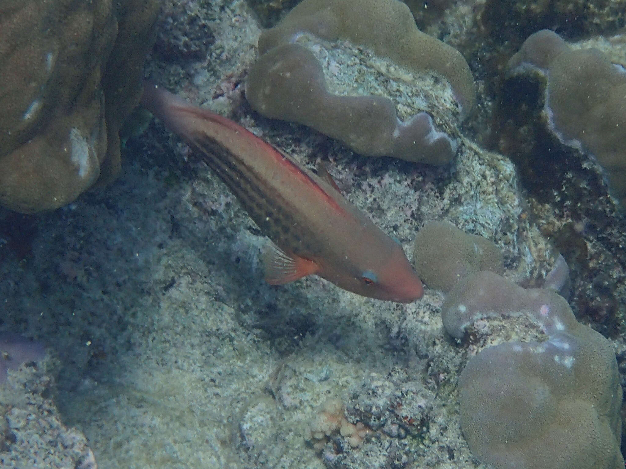 Image of Bridled Parrotfish