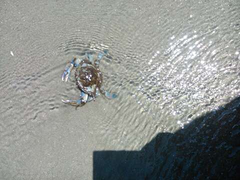 Image of arched swimming crab