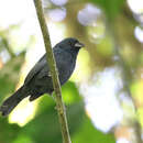 Image of Blue Seedeater
