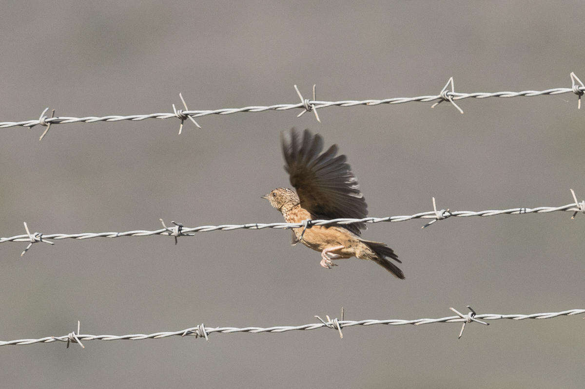 Image of Mirafra apiata marjoriae Winterbottom 1956