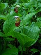 Image of Spotted lady slipper